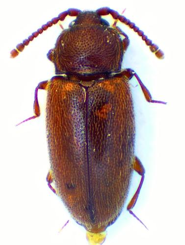 Réf. 354 149 : Caenoscelis subdeplanata